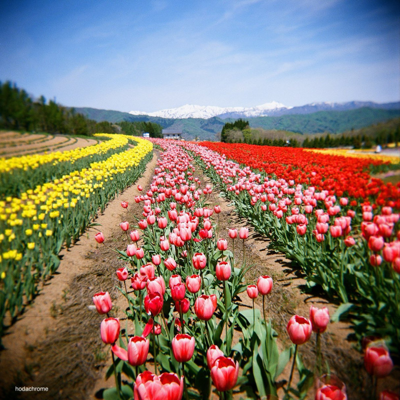 Pellicule Kodak Portra 800 (x5) - 120